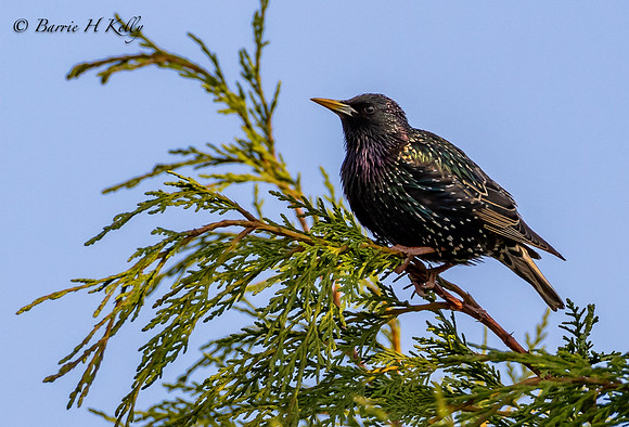 _J9A8270...Starling..