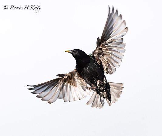 _G0I1648...Starling