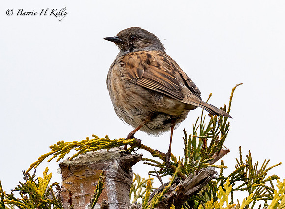 _13A5286...House Sparrow  Female