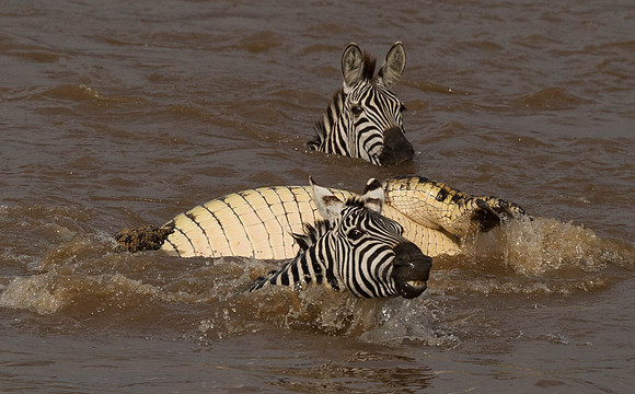 _D9R2663 ..Burchells  Zebras...."Equus quagga" Masai Mara Kenya.