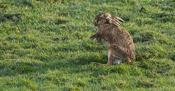 Brown Hare ....  "Lepus capensis"