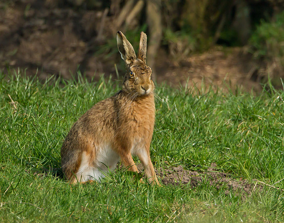 Brown Hare ....  "Lepus capensis"