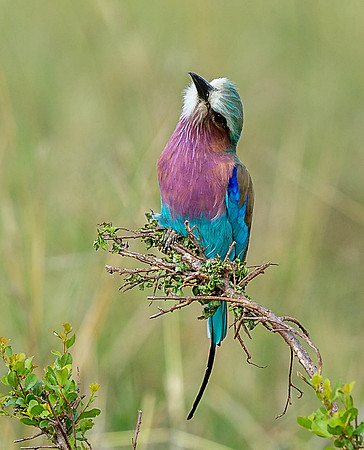 _D9R8155..Lilac-breasted Roller.."Coracias caudatus" .Masai Mara Kenya.