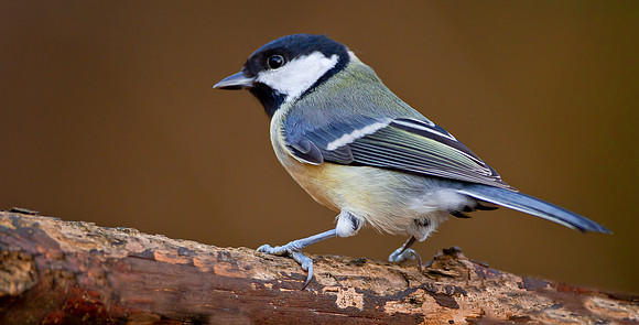 Great Tit ... "Parus major" ... In winter plumage.