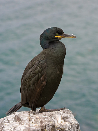 Shag..... "Phalacrocorax aristotelis"