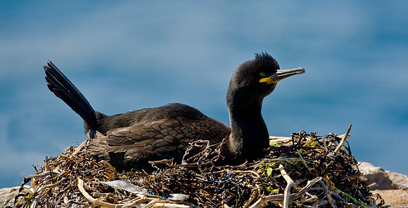 Shag..... "Phalacrocorax aristotelis"  nesting on Farne Islands