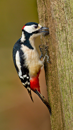 Great Spotted Woodpecker ... male ... "Dendrocopos major"