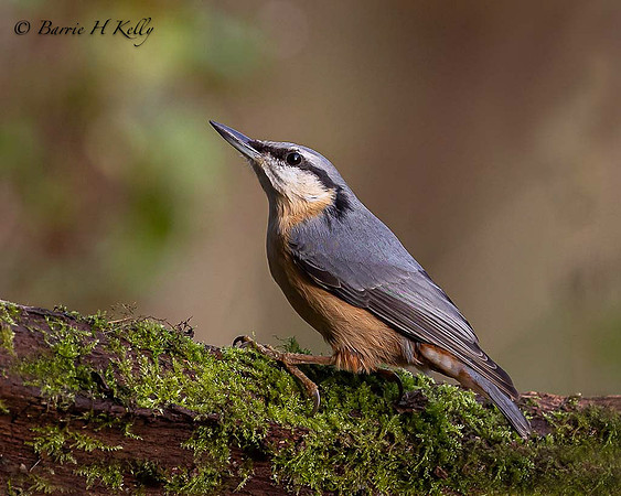 Nuthatch 3F5A2188