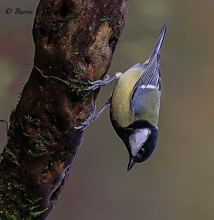 Great Tit 3F5A2168