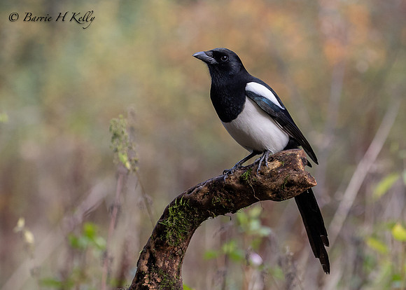 Magpie 3F5A2256