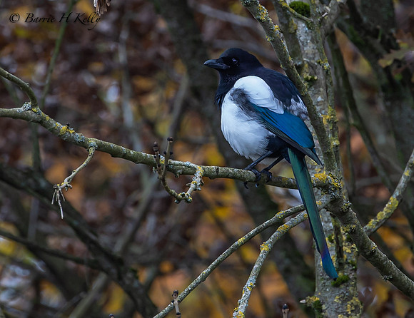 Magpie 3F5A2311