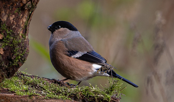 Female Bullfinch 3F5A2153
