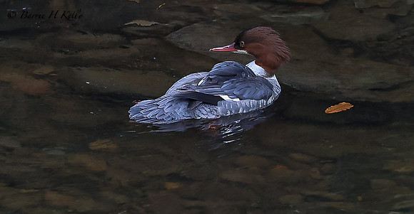 Female Goosander 3F5A2507