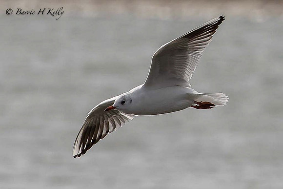 Blach Headed Gull in flight _F5A0610