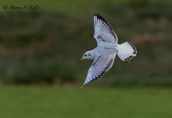 Blach Headed Gull in flight 3F5A1694-2