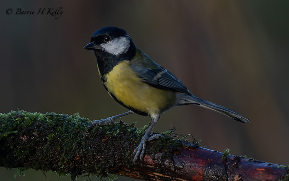 Great Tit 3F5A3544