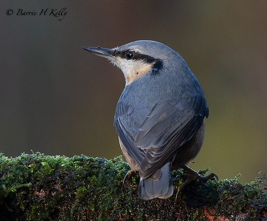 Nuthatch 3F5A3560