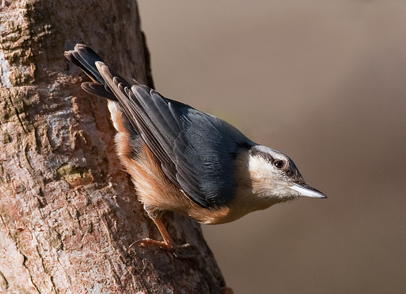 Nuthatch..... "Sitta europaea"