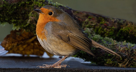 Robin 3F5A3585