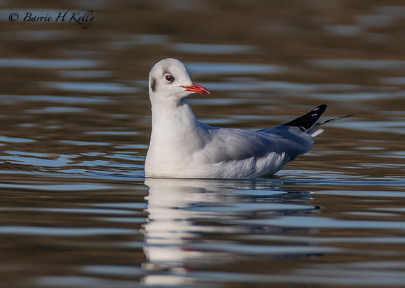 Black Headed Gull _J9A6212