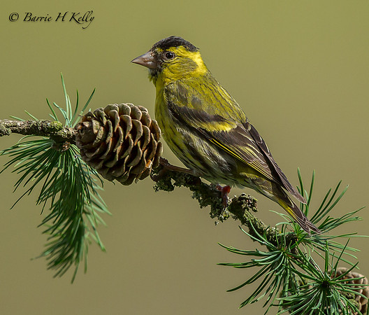 Siskin _J0A6068-Edit