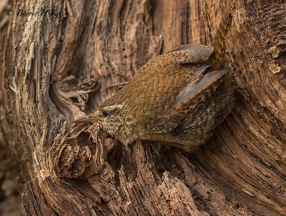 Wren _D9R6079