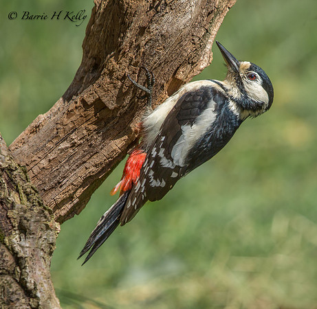 Female Great Spotted Woodpecker_J0A4610