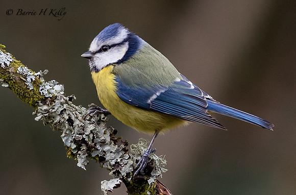 Blue Tit _J9A8248