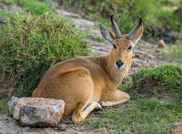 _D9R8185.. Reed Buck .."Redunca redunca" Male ..Masai Mara Kenya.