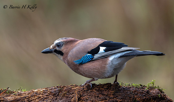 Jay 3F5A3947