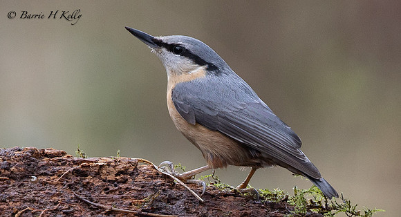 Nuthatch 3F5A4086