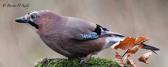Jay 3F5A4165
