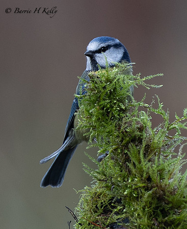 Blue Tit 3F5A4406