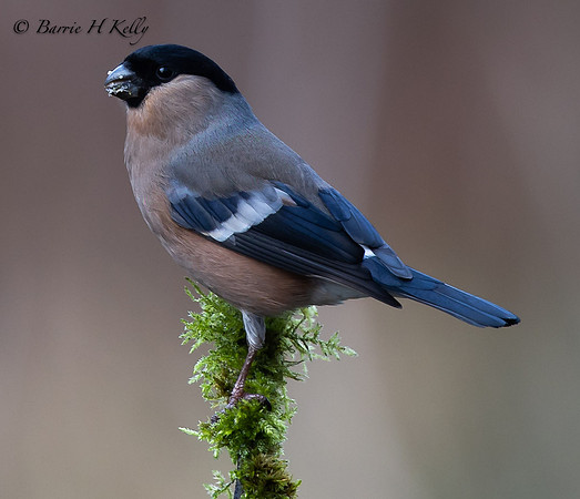 Female Bullfinch 3F5A4355