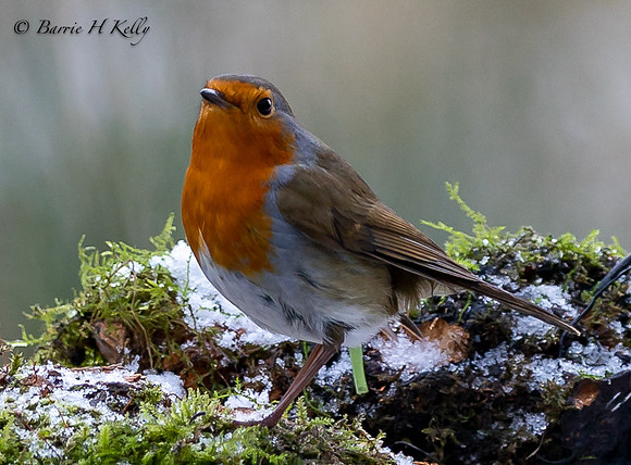 Robin 3F5A4792
