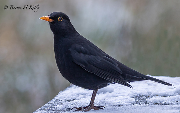 Blackbird