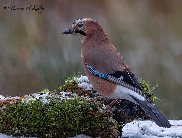 Jay