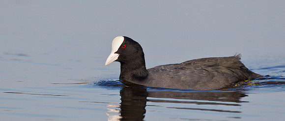 _S0G9087.... Coot....."Fulica atra"
