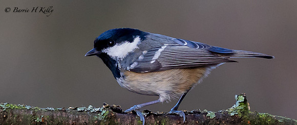 Coal tit   3F5A5704