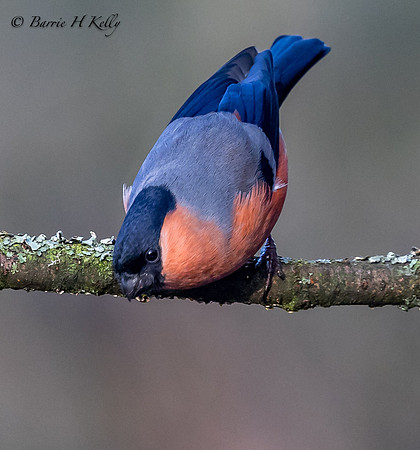 Male Bullfinch  3F5A5746           It's a long way down..