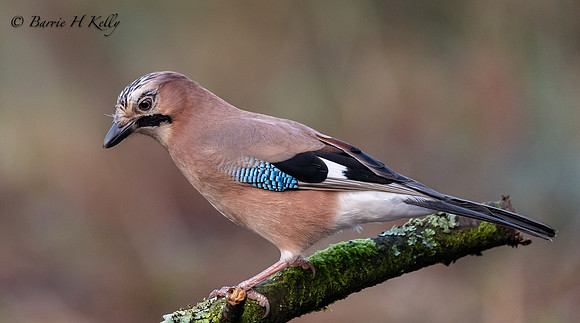 Jay 3F5A5884....