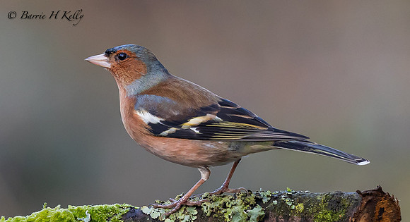 Male Chaffinch 3F5A5874
