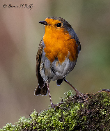 Robin In winters sun                   3F5A6693