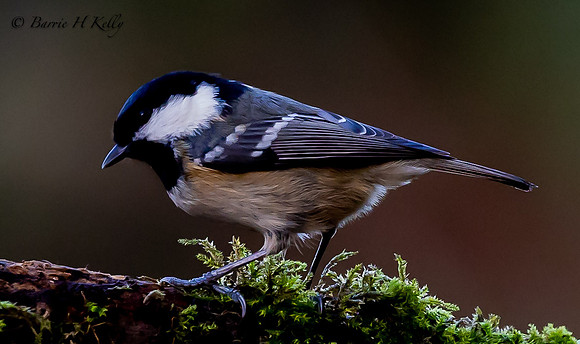 Coal tit