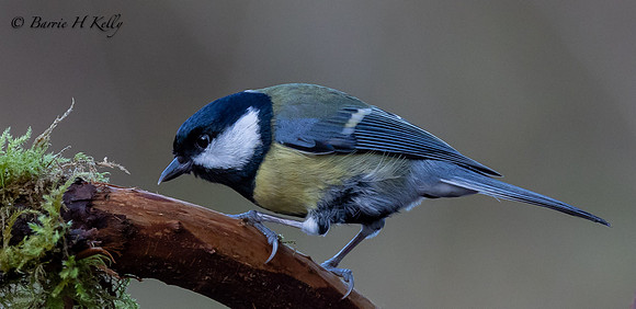 Great Tit            3F5A6224