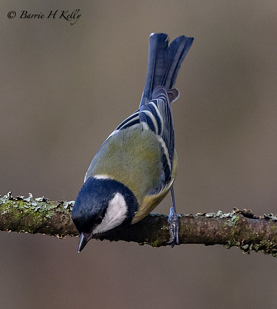 Great Tit            3F5A5717