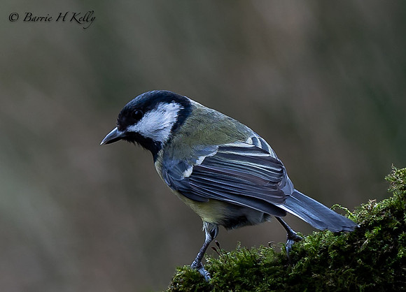 Great Tit    3F5A5168
