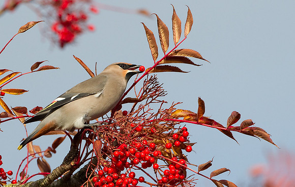 Waxwing on Rowan tree