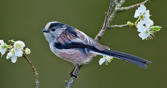 Long-tailed tit ... "Aegithalos caudatus"