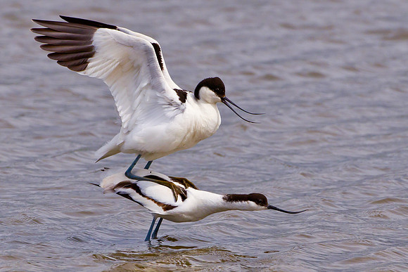 Avocets .. "Recurvirostra avosetta" .. mating.
